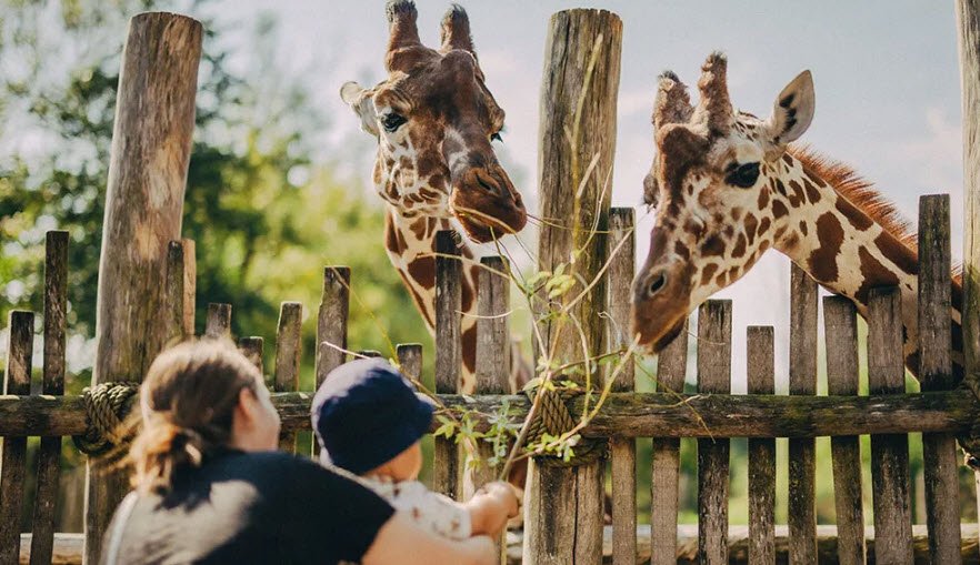 Odense Zoo, Odense, Funen, Denmark